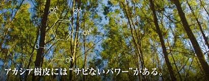 �A�J�V�A�|���t�F�m�[���u�A�J�|���A�v�̌��ʁA���\�A���R�~
