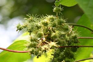 赤芽抹茶の効果、効能、口コミ