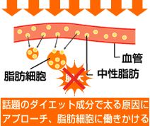 �Z���X�����_�C�G�b�g