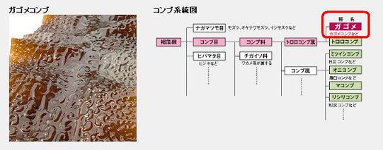 �t�R�C�_�����R�~