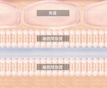 KIBIKIの効果、口コミ