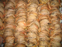 �c�o���̑����e�h�����N�̌��ʁA���\�A���R�~